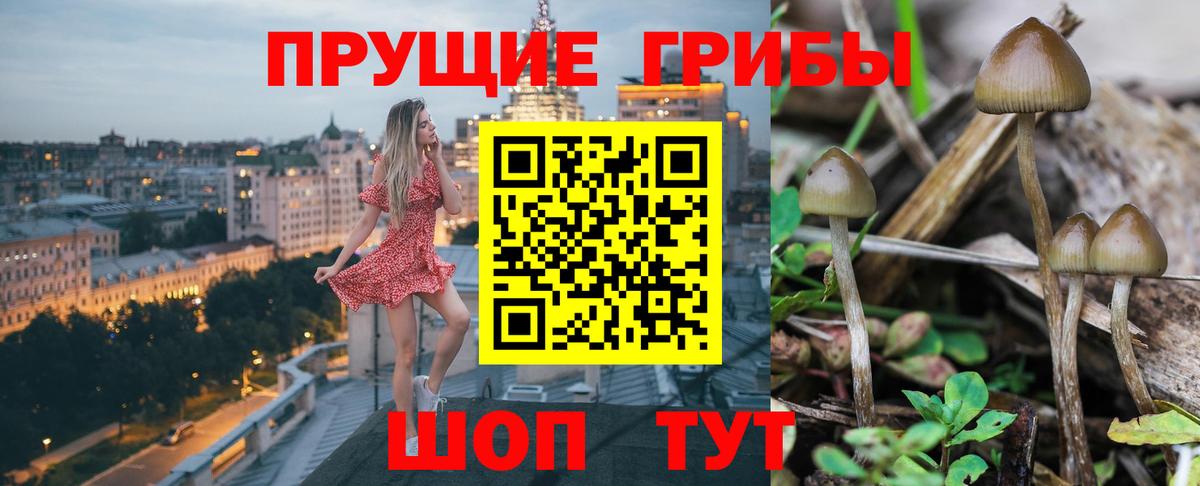 Псилоцибиновые грибы Cubensis Куйбышев